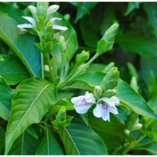 Adathoda Leaf 50g online in chennai