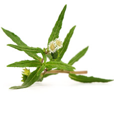 Karisalankanni white 50g online in chennai